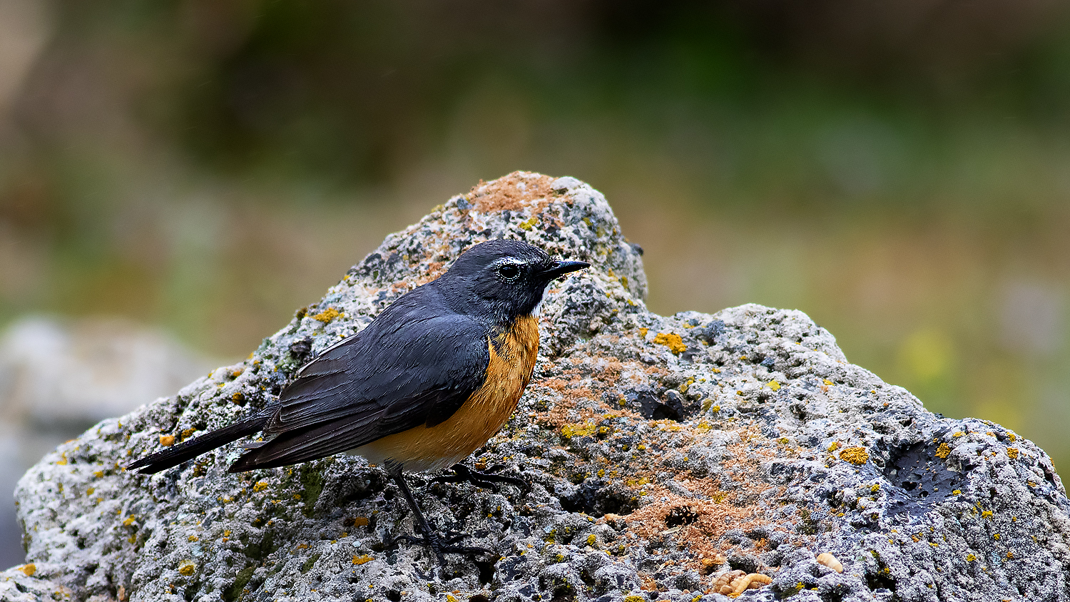 White-throated Robin